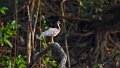 Braz 0872 SunBittern