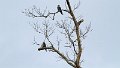 Braz 0897 White-tailed kite