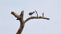 Braz 0898 Green Ibis