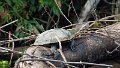 Braz 0923 Turtle