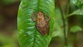 Braz 0941 Frog