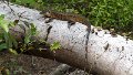 Braz 0950 Tegu Lizard