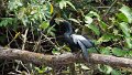 Braz 0959 Anhinga m