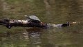 Braz 0969 Yellow-headed Sideneck Turtle
