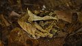 Braz 0983 Horned Frog