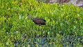 Braz 1007 Limpkin