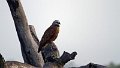 Braz 1019 Black Collared Hawk