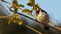 Braz 1021 Yellow-Billed Cardinal