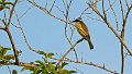 Braz 1048 Great Kiskadee
