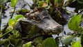Braz 1052 Spectacled Caiman