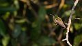 Braz 1064 Glittering-throated Emerald
