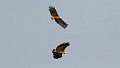 Braz 1107 Black Collared Hawk