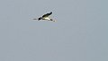 Braz 1141 American Woodstork