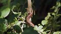 Braz 1165 Lizard