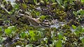Braz 1178 Wattled Jacana juv