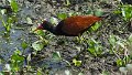 Braz 1180 Wattled Jacana