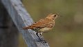 Braz 1184 Rufous Hornero