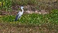 Braz 1186 Cocoi Heron