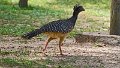 Braz 1211 Bare-faced Curassow