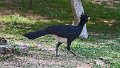 Braz 1215 Bare-faced Curassow