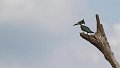 Braz 1230 Amazon Kingfisher f
