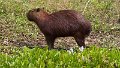 Braz 1242 Capibara