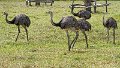 Braz 1249 Rhea