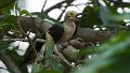 Braz 1261 White Woodpecker