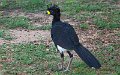 Braz 1305 Bare-faced Curassow