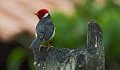 Braz 1315 Yellow-Billed Cardinal