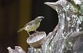 Braz 1327 Grayisch Saltator