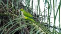 Braz 1338 Monk Parakeet