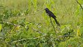 Braz 1341 Smooth Billed Ani