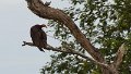 Braz 1346 Lesser Yellow-Headed Vulture