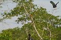 Braz 1405 Birds