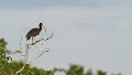 Braz 1407 Bare-faced Ibis