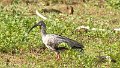 Braz 1410 Plumbious Ibis