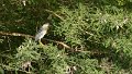 Braz 1414 Striated Heron
