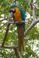 Braz 1421 Blue and Yellow Macaw