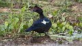 Braz 1447 Muscovy Duck