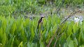 Braz 1470 Black Capped Donacobius