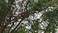 Braz 1474 Orange-backed Troupial