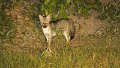 Braz 1485 Crab Eating Fox