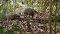 Braz 1522 Agouti