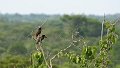 Braz 1555 Chestnut eared Aracari