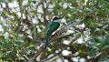 Braz 1569 Rufous Tailed Jacamer
