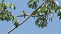 Braz 1576 Orange-backed Troupial