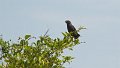 Braz 1578 Smooth Billed Ani