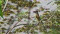 Braz 1587 Lesser Kiskadee