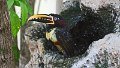 Braz 1605 Chestnut eared Aracari